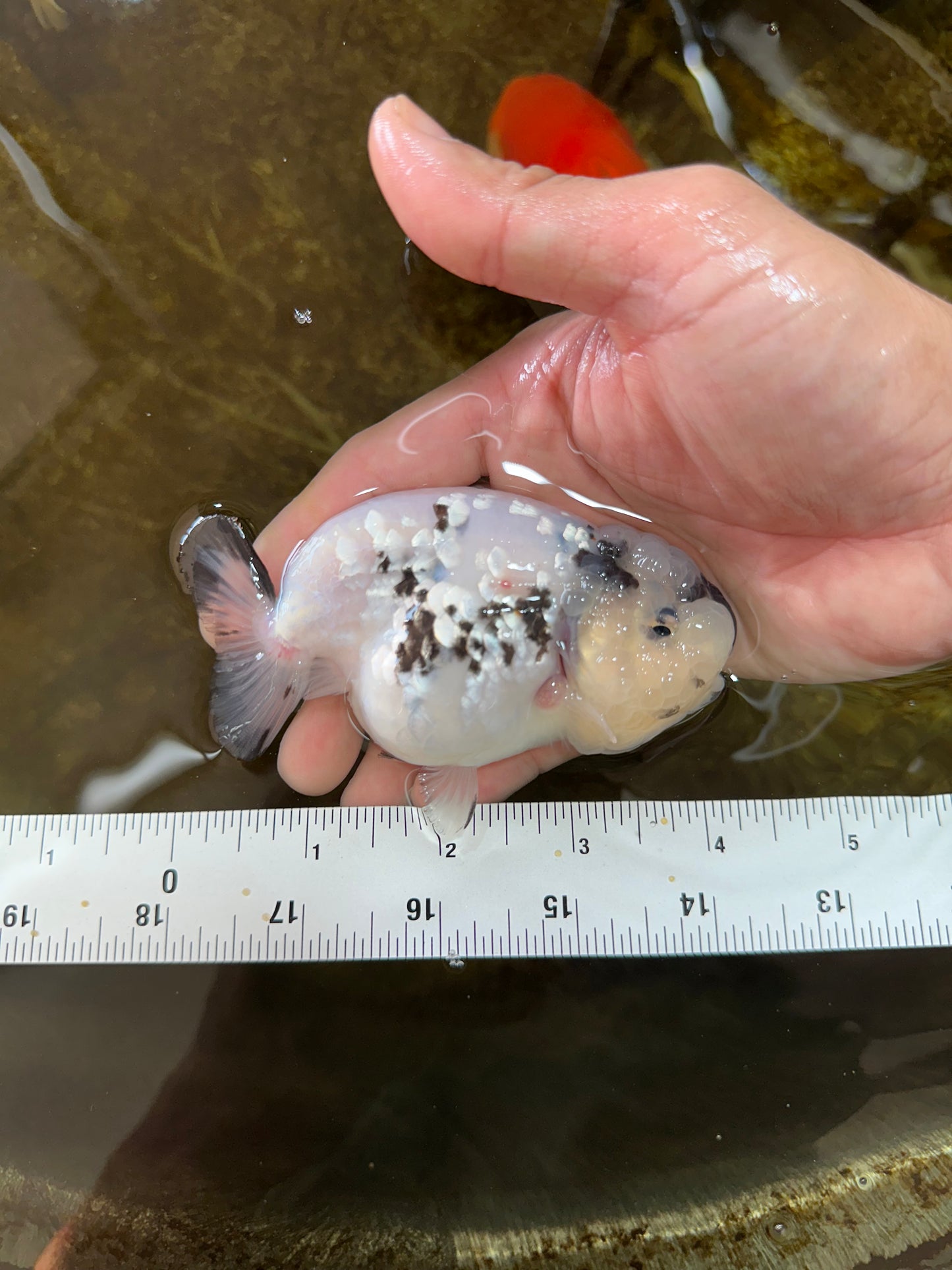 SPECIAL YIN-YANG AAA Grade Cow LionQueen 4 inches #081525LC_03