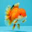 MARIO AAA Grade Red White Oranda Male 5.5 inches #030626OR_20