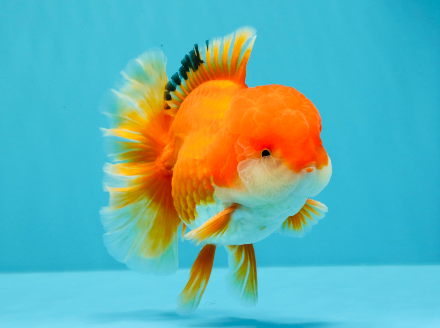 MARIO AAA Grade Red White Oranda Male 5.5 inches #030626OR_20