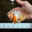 Sakura Chinese Ranchu Female 4.5 inches #121225RC_05