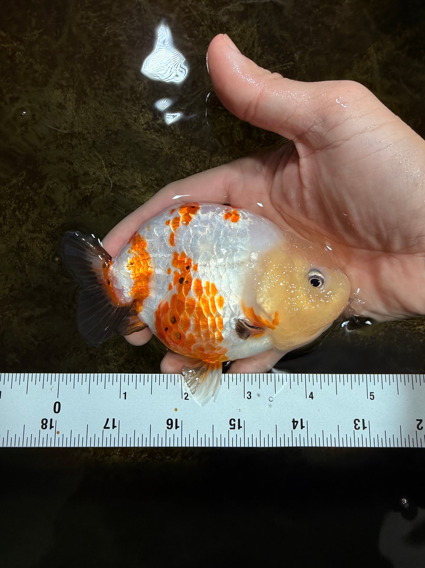 Sakura Chinese Ranchu Female 4.5 inches #121225RC_05