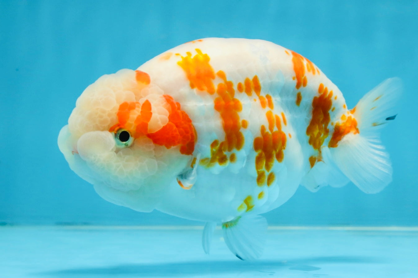 BEAUTY A Grade Kohaku Sakura LionQueen 5.5  inches #102425LC_08