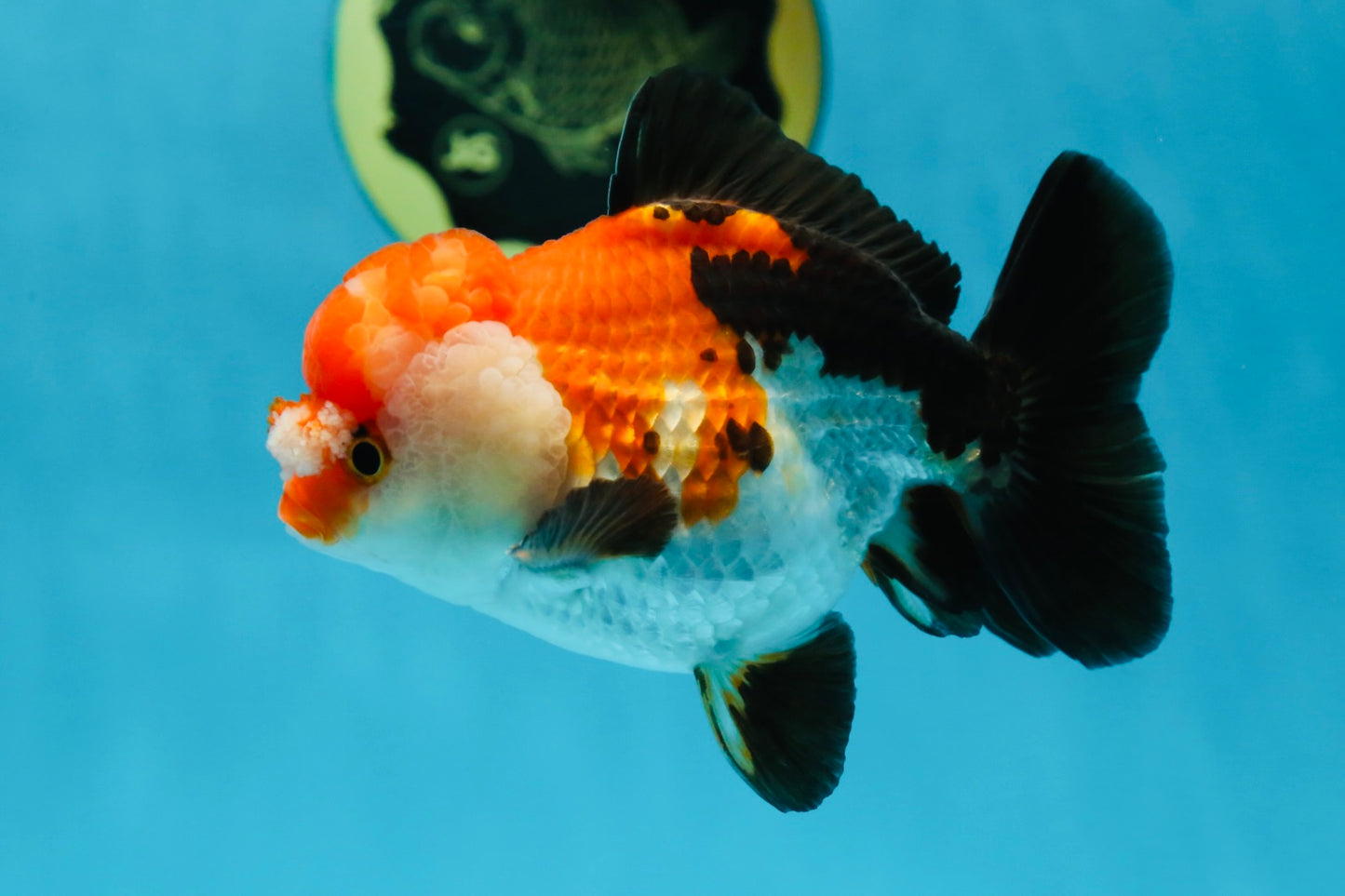 A Grade PomPom Tricolor Yuanbao Male 4-4.5 inches #060625YB_08