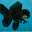 A Grade Panda Oranda Male 5.5 inches #060625OR_15