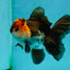 A Grade Lava Head Tricolor Oranda Male 5.5 inches #110824OR_07