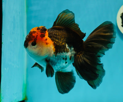 A Grade Lava Head Tricolor Oranda Male 5.5 inches #110824OR_07