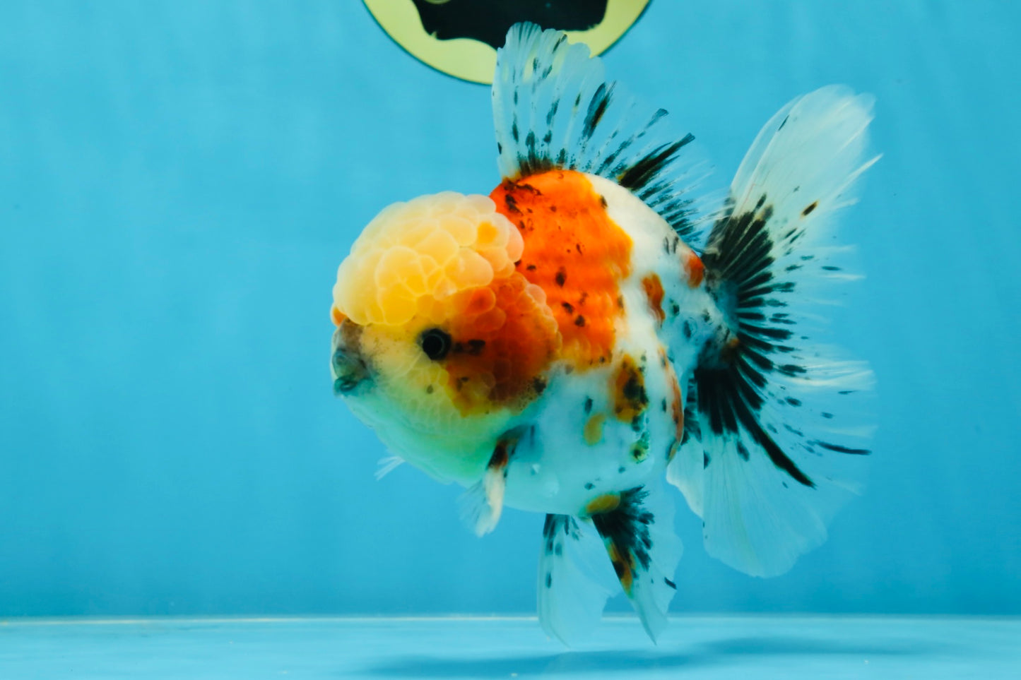 AAA Grade Godzilla Pepper Calico Oranda Male 5-5.5 inches #053025OR_27