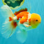 AAA Grade Red White Oranda Male 6 inches #080726OR_13