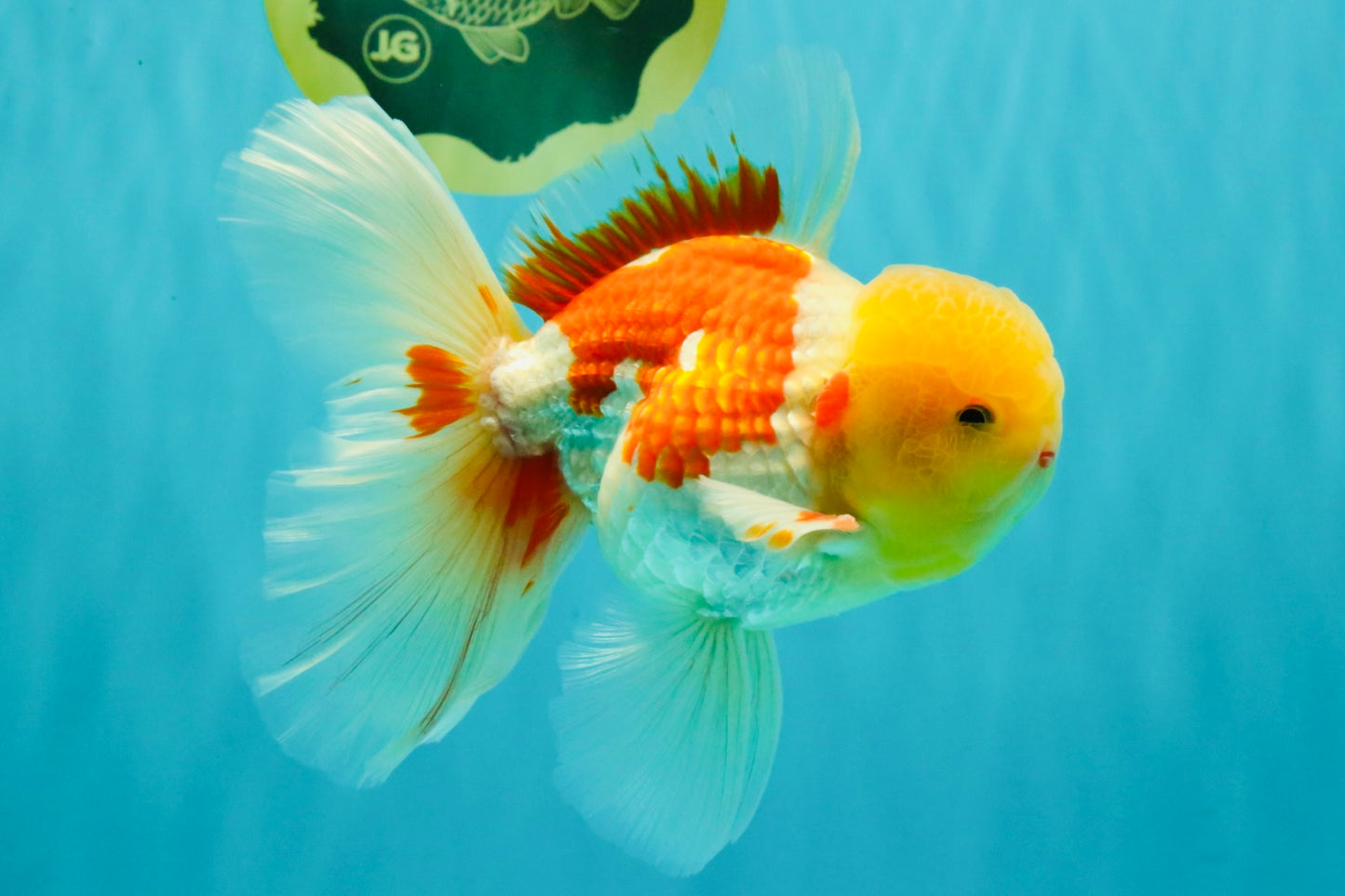 AAA Grade Red White Oranda Male 6 inches #080726OR_13