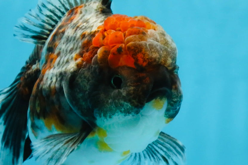 A Grade Kirin Oranda Female 6 inches #110725OR_02