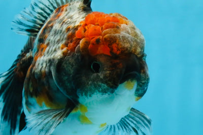 A Grade Kirin Oranda Female 6 inches #110725OR_02