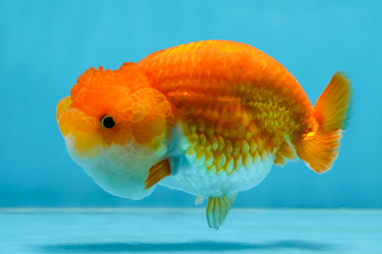 A Grade BIG WEN Red White LionQueen 4-4.5 inches #071125LC_02