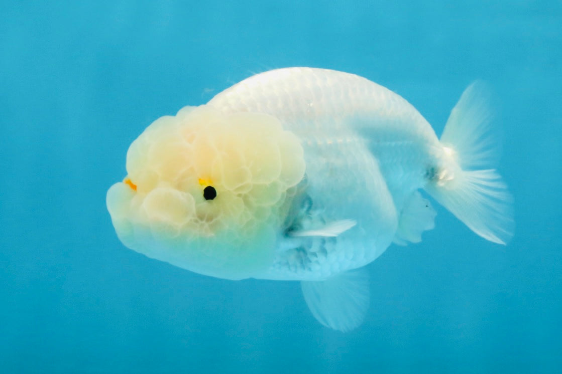 SNOW White Lionchu Female 4 inches #120525LC_11