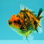 A Grade Tiger Yuanbao Male 4.5 inches #101626YB_34