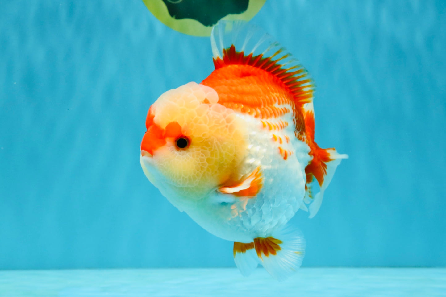 CHUBBY AAA Grade Red White Yuanbao Male 6 inches #040326YB_01