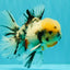 CHONKY AAA Grade Marble Oranda Male 5.5-6 inches #071726OR_28