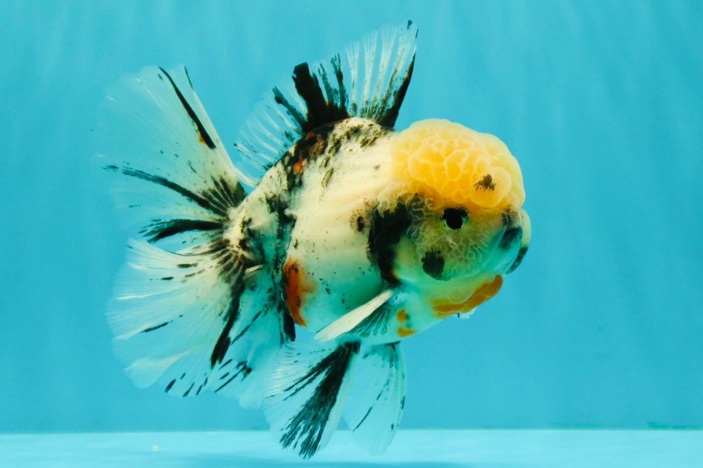 CHONKY AAA Grade Marble Oranda Male 5.5-6 inches #071726OR_28