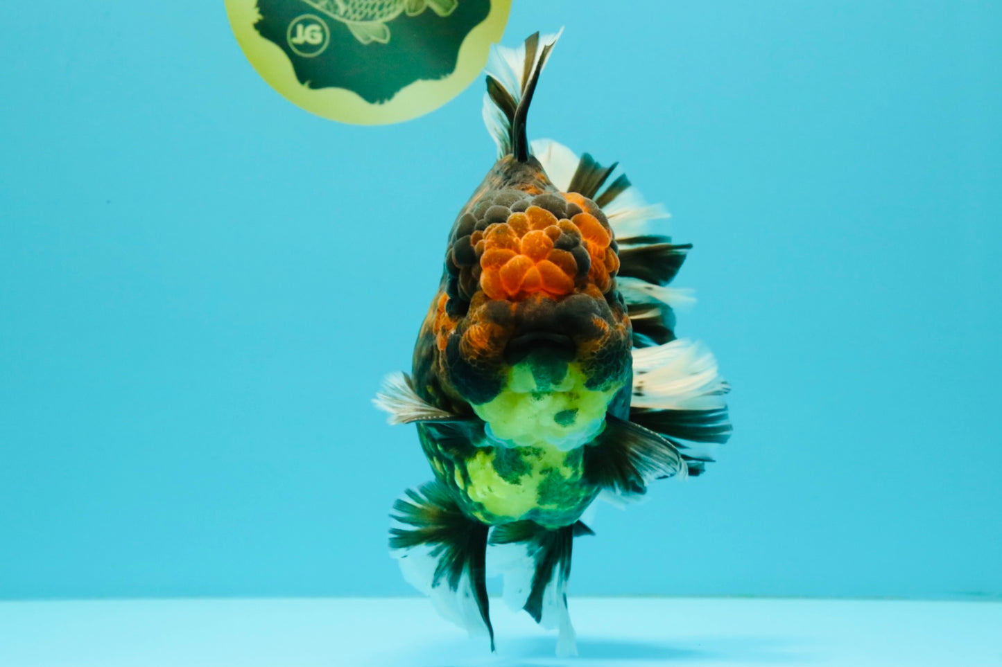 CHONKY AAA Grade Broadtail Tiger Oranda Male 7-7.5 inches #072426OR_04