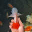 AAA Grade Tomato Head Oranda Female 4.5 inches #0825OR_03