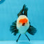 AAA Grade Tricolor Oranda Male 5 inches #0920OR_21