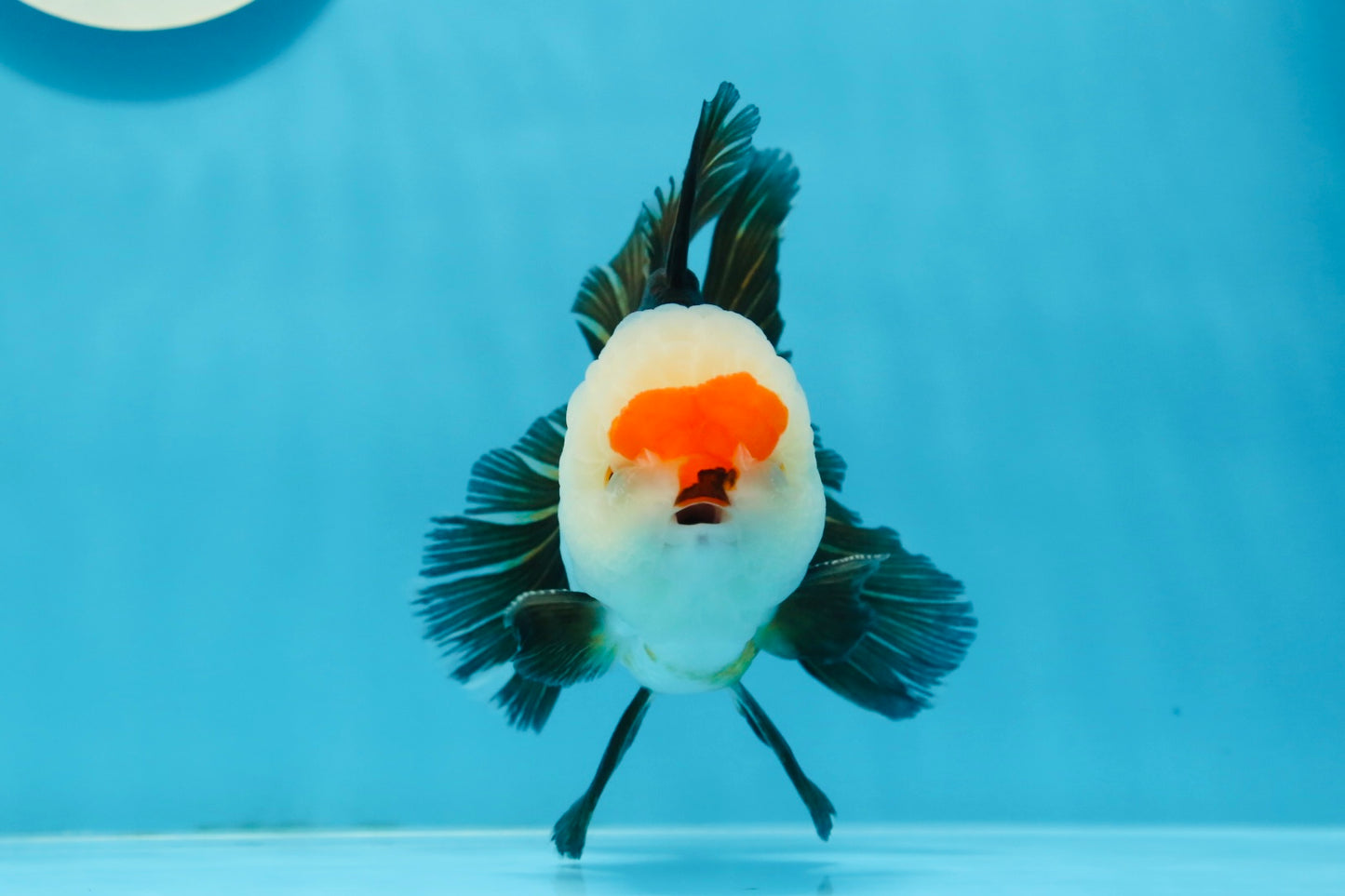 Macho oranda tricolor de grado AAA de 5 pulgadas n.° 0920OR_21