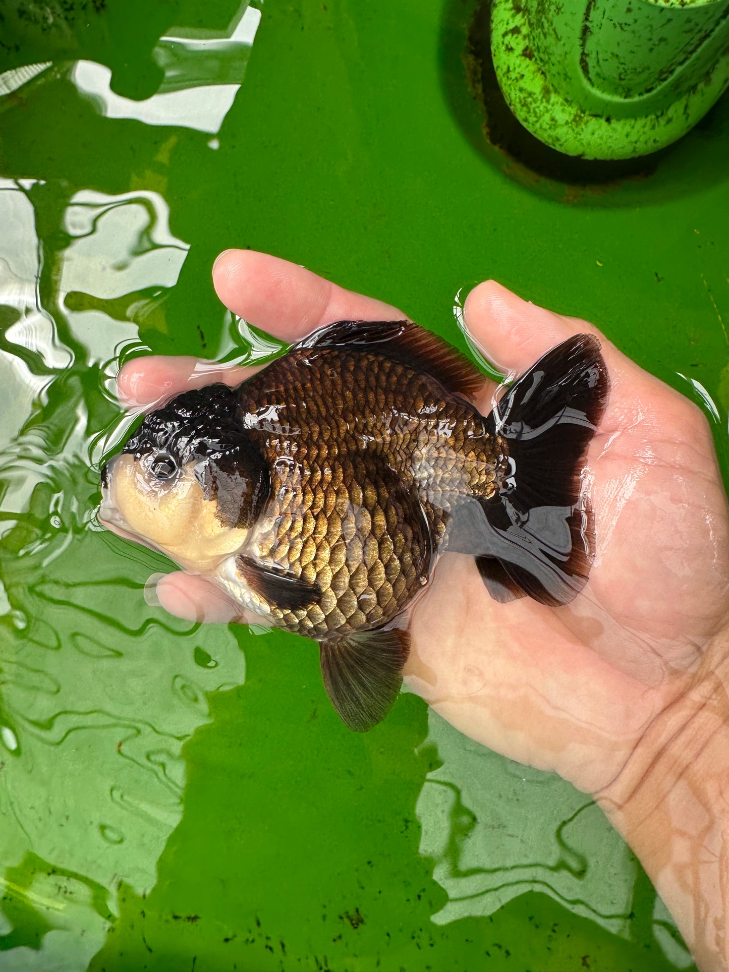 Panda Yuanbao macho de grado A de 4,5 pulgadas #0906YB_19