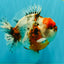 AAA Grade Marble Calico Yuanbao Male 6 inches #041726YB_18