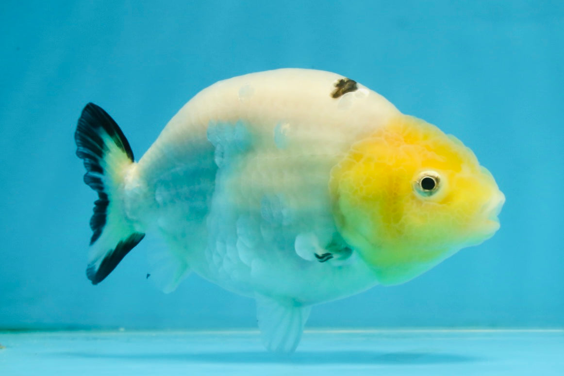 A Grade Milk Cow Ranchu Female 4.5 inches #101025RC_14