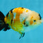 CHUBBY A Grade Chinese Tricolor Ranchu Male 4.5 inches #102425RC_02