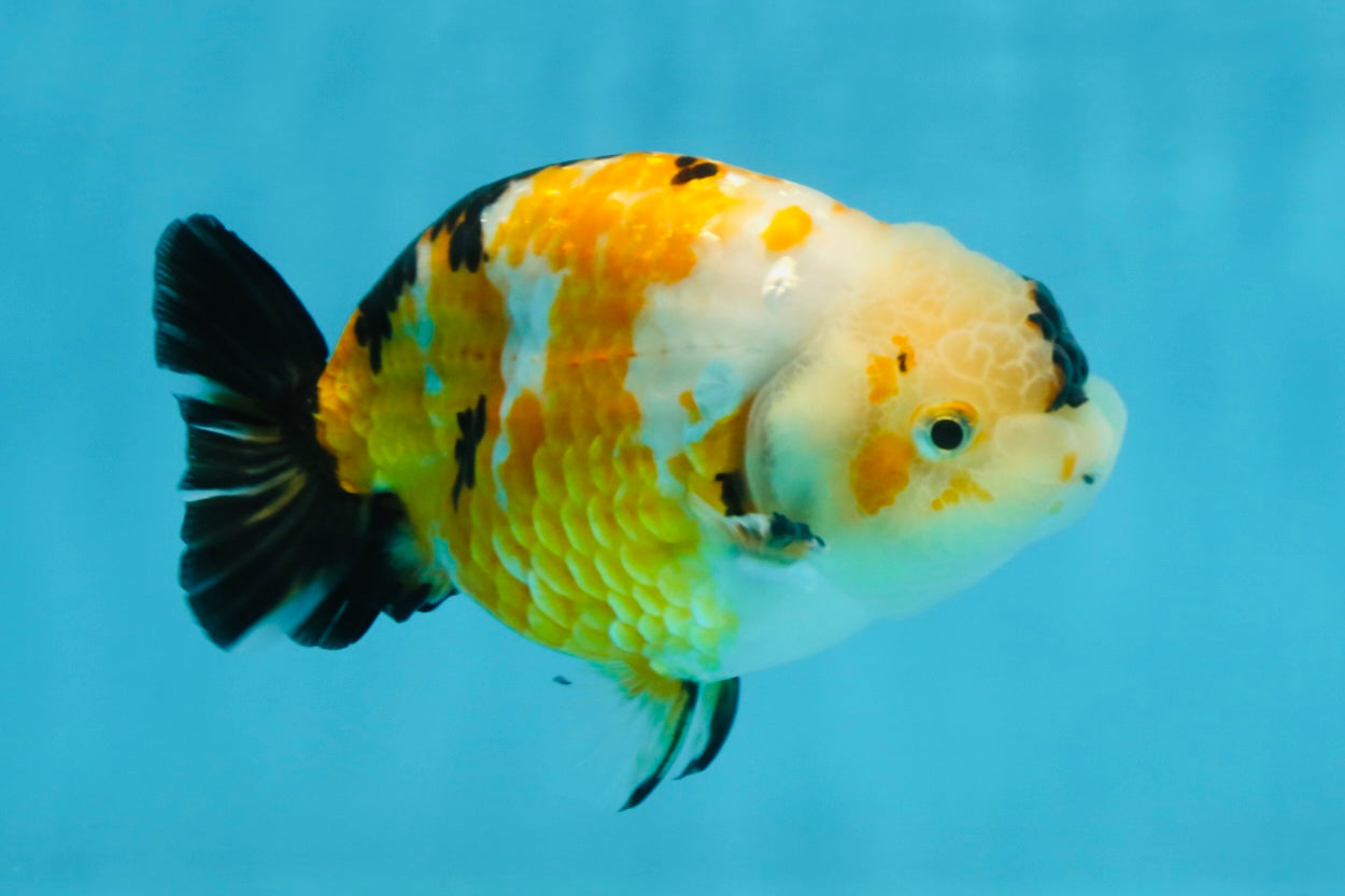 CHUBBY A Grade Chinese Tricolor Ranchu Male 4.5 inches #102425RC_02