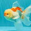 A Grade Red White Oranda Male 5.5-6 inches #082126OR_04