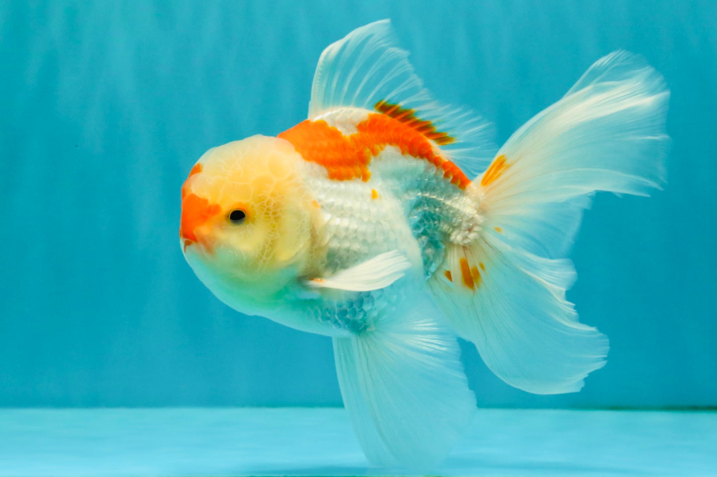 A Grade Red White Oranda Male 5.5-6 inches #082126OR_04