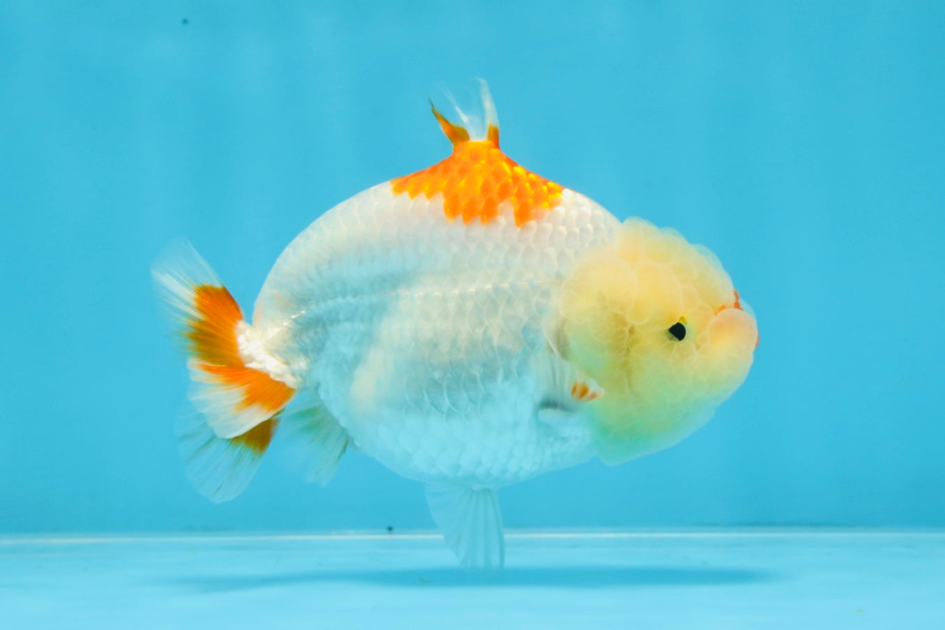 AAA Grade Red White Shark LionQueen 4 inches #101725LC_01