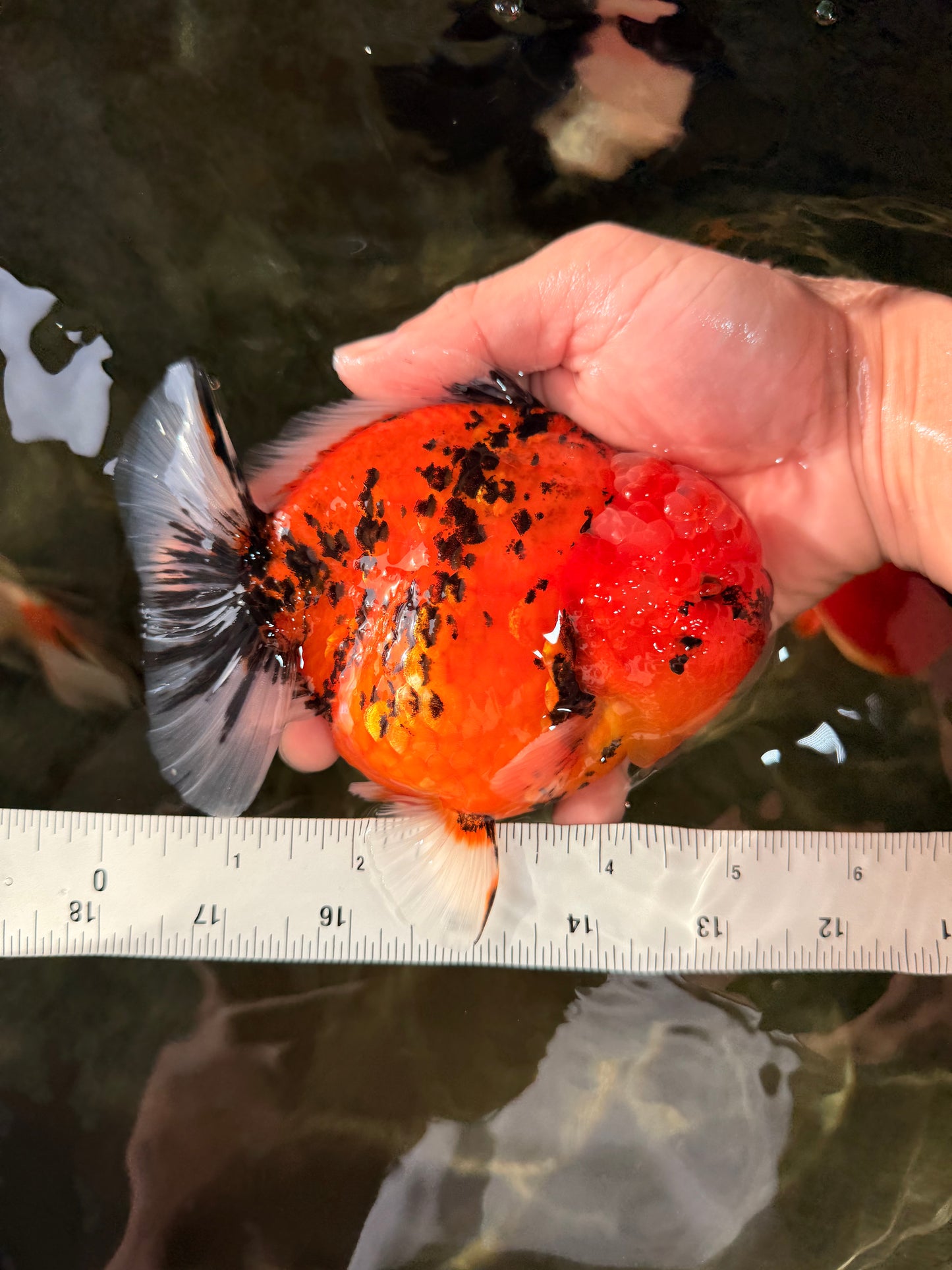 AAA Grade Godzilla Tiger Yuanbao Male 5-5.5  inches #031326YB_21