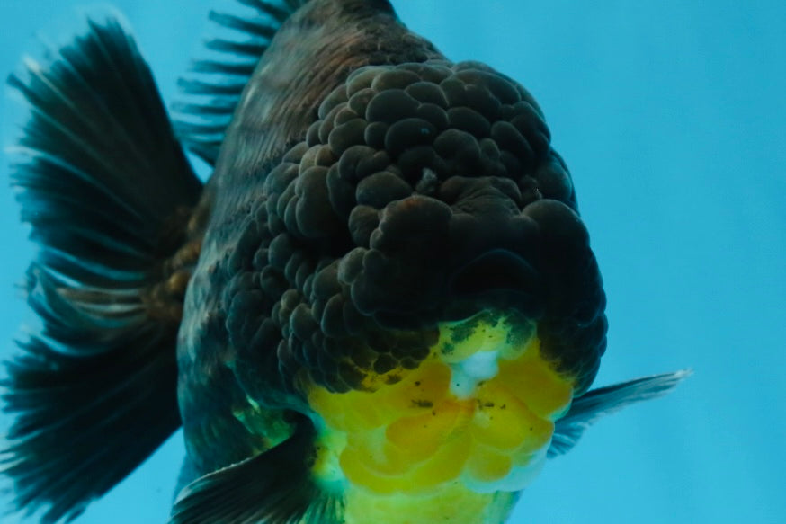 SHOW GRADE Godzilla Kirin Yuanbao Male 5.5 inches #062025YB_999