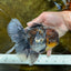 A Grade Kirin Oranda Male 6 inches #080125OR_09
