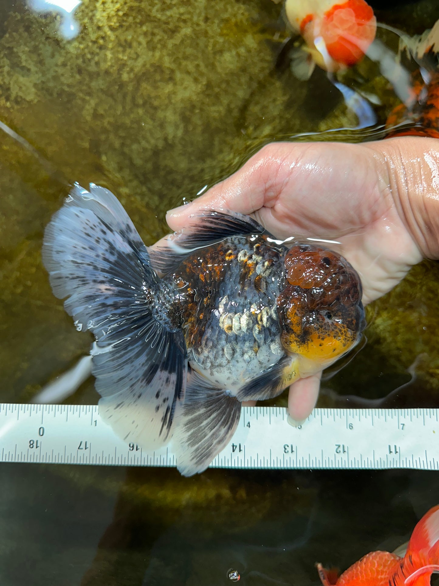 A Grade Kirin Oranda Male 6 inches #080125OR_09