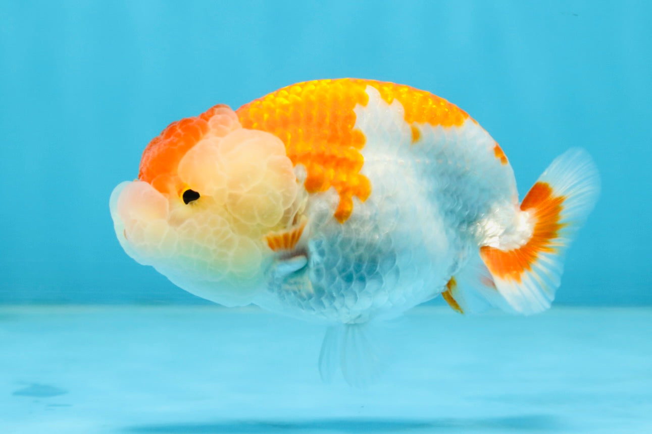 SUPER CUTE AAA Grade Red White LionQueen 4  inches #102425LC_14