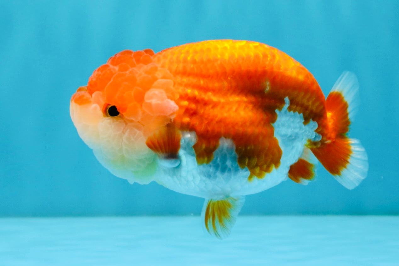 A Grade Red White LionQueen 4-4.5 inches #032726LC_14