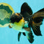 Panda Oranda Male 5.5-6 inches #081426OR_28