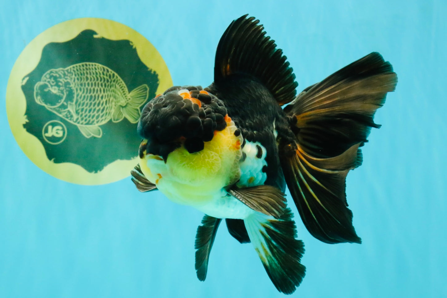 Panda Oranda Male 5.5-6 inches #081426OR_28