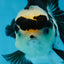 A Grade Panda Button Eyes Oranda Female 5 inches #081525OR_17