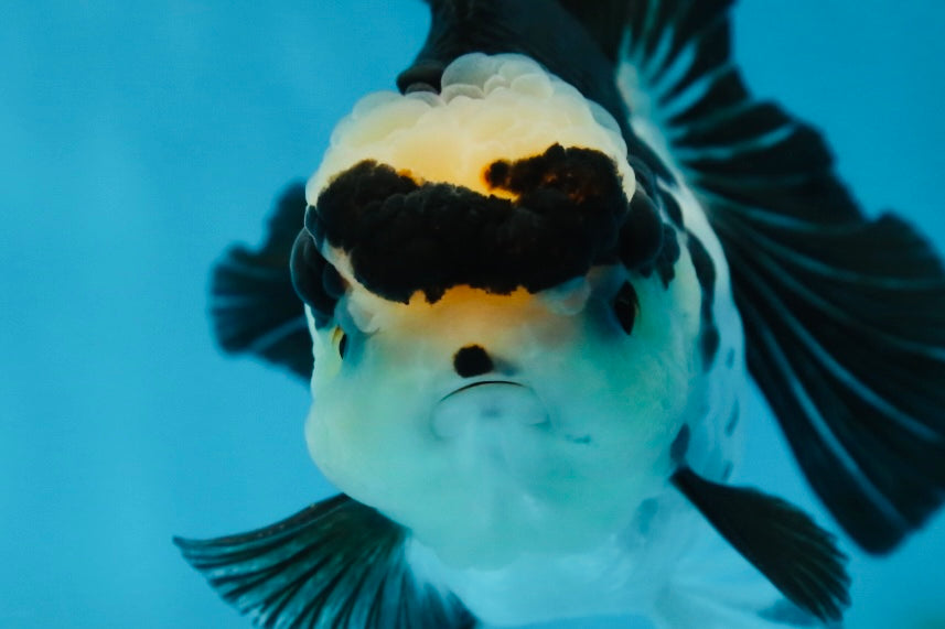 A Grade Panda Button Eyes Oranda Female 5 inches #081525OR_17