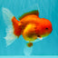 A Grade Red Oranda Male 5.5 inches #070626OR_21