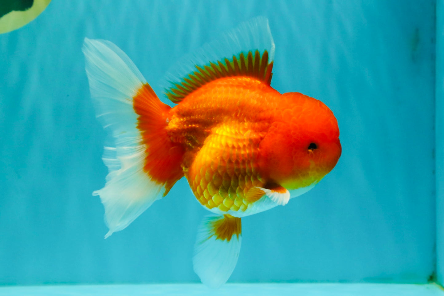 A Grade Red Oranda Male 5.5 inches #070626OR_21