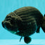 JAMES BOND AAA Grade Black Ranchu Female 6 inches #100926RC_34