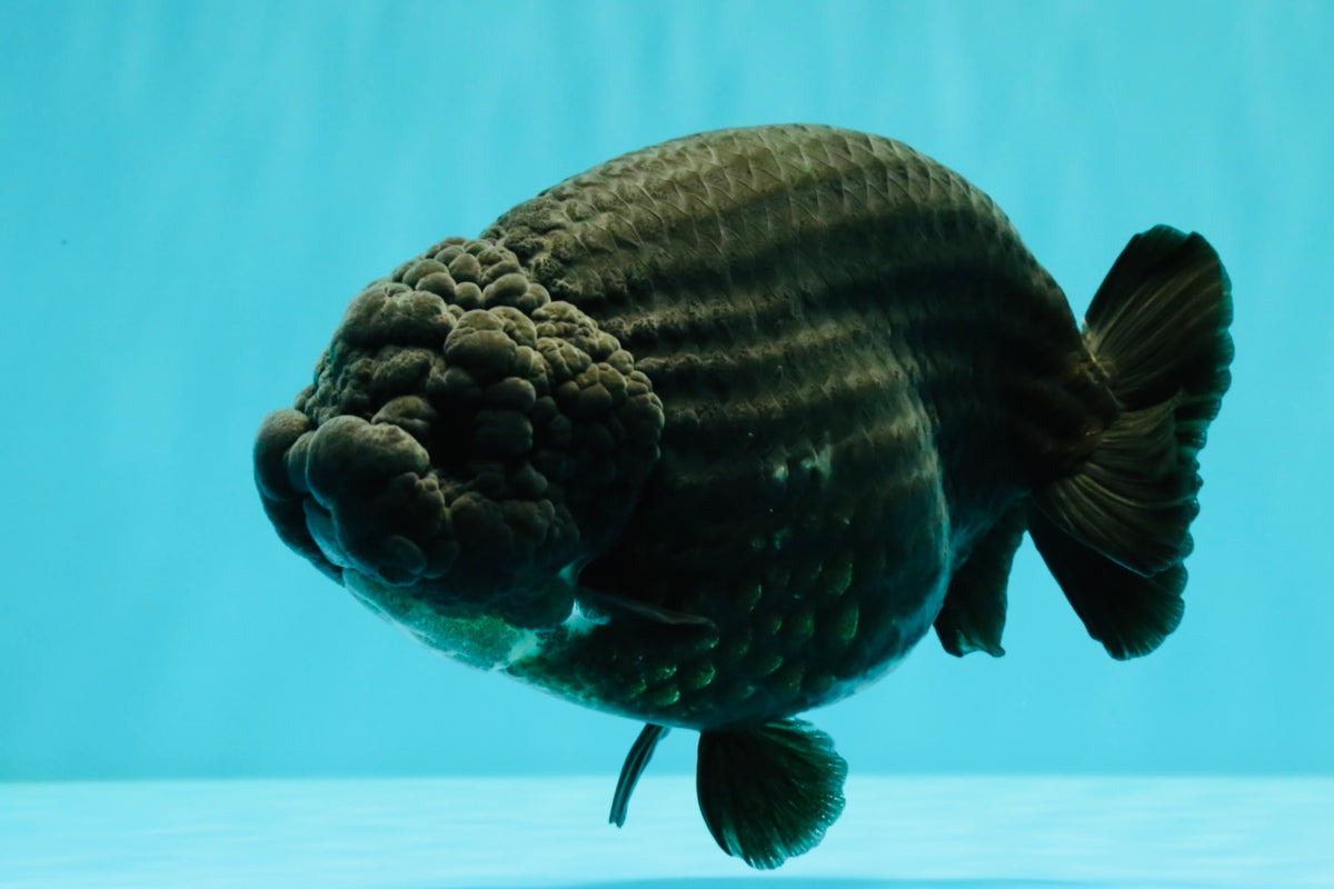 JAMES BOND AAA Grade Black Ranchu Female 6 inches #100926RC_34