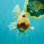 A Grade Sakura Oranda Male 6.5 inches #071726OR_32