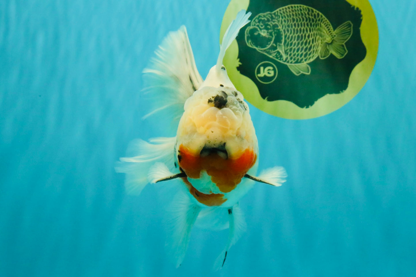 A Grade Sakura Oranda Male 6.5 inches #071726OR_32