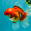 A Grade Red White Oranda Male 6 inches #081426OR_11